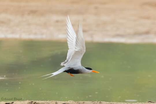 Image of Black-bellied Tern