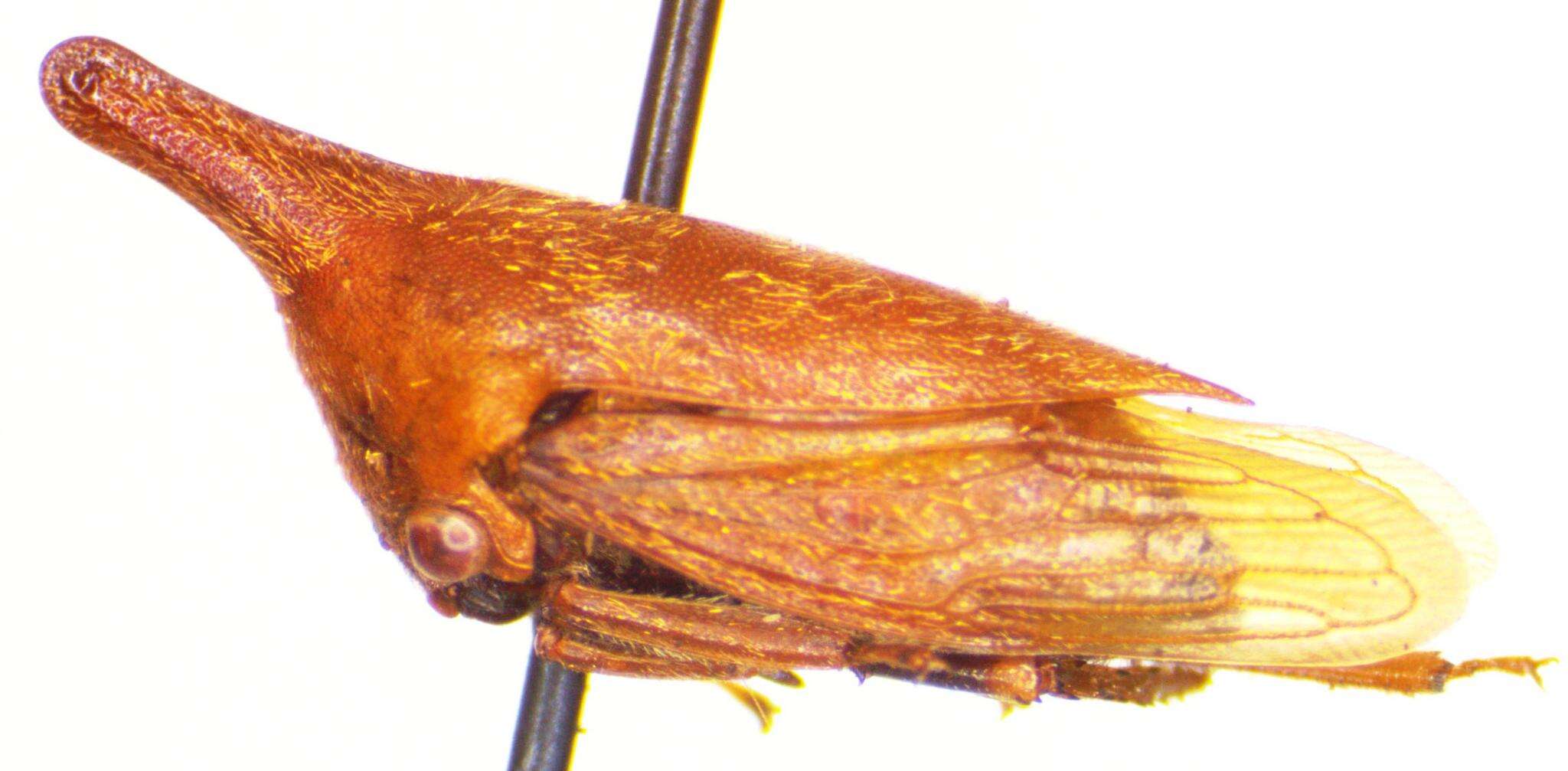 Image of Guayaquila emarginata Dietrich