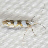 Image de Argyresthia calliphanes Meyrick 1913