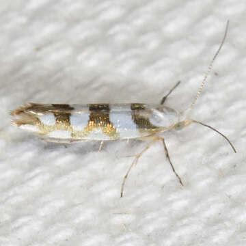 Image de Argyresthia calliphanes Meyrick 1913