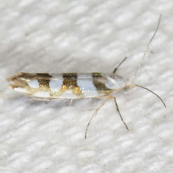 Image de Argyresthia calliphanes Meyrick 1913