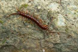 Image of Lithobius pilicornis Newport 1844