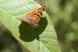 Imagem de Thaleropis ionia Fischer von Waldheim & Eversmann 1851