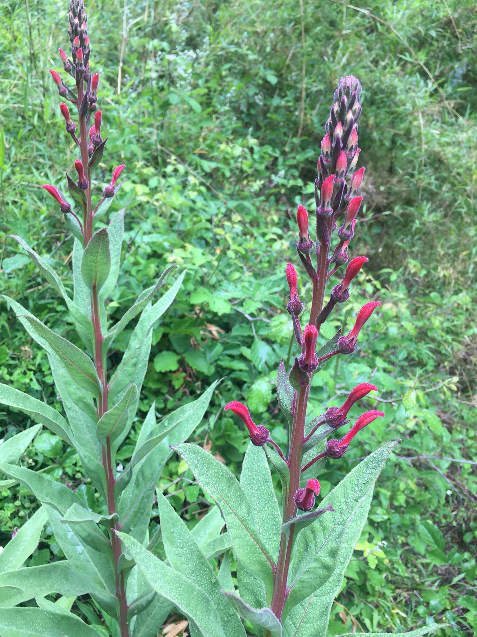 Plancia ëd Lobelia tupa L.