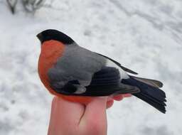 Image of Eurasian bullfinch