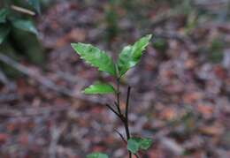 Plancia ëd Smelophyllum capense (Sond.) Radlk.