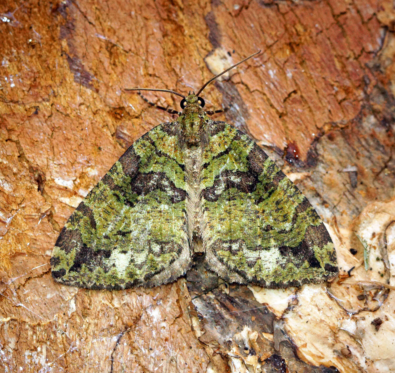 Image of Hydriomena furculoides Barnes & McDunnough 1917