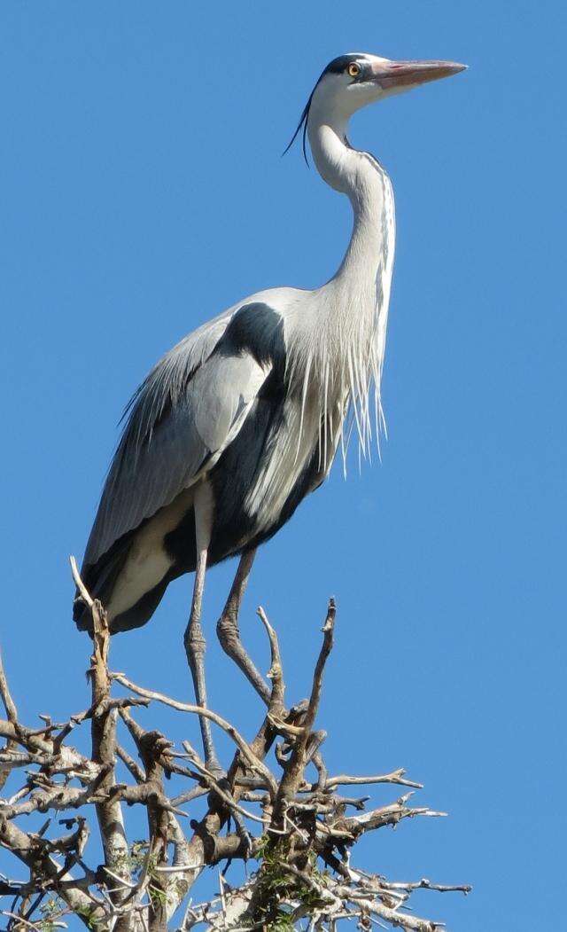 Image of Ardea cinerea cinerea Linnaeus 1758