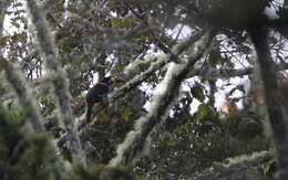 Image of Gray-breasted Mountain-toucan