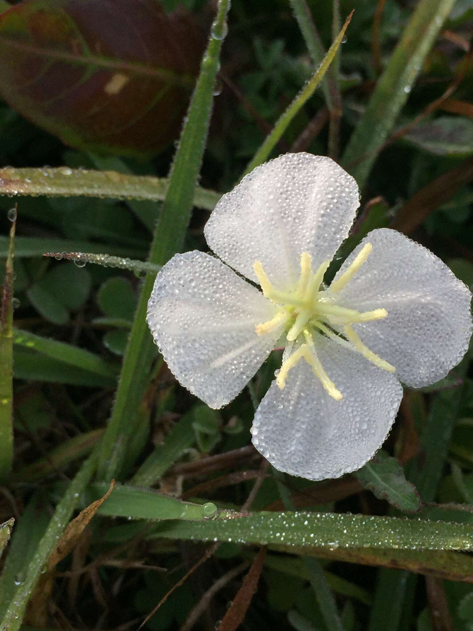 四翅月見草的圖片