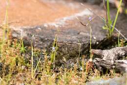 Imagem de Utricularia foveolata Edgew.