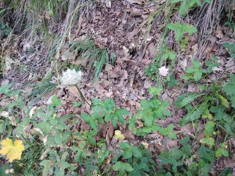 Image of Astrantia maxima Pall.