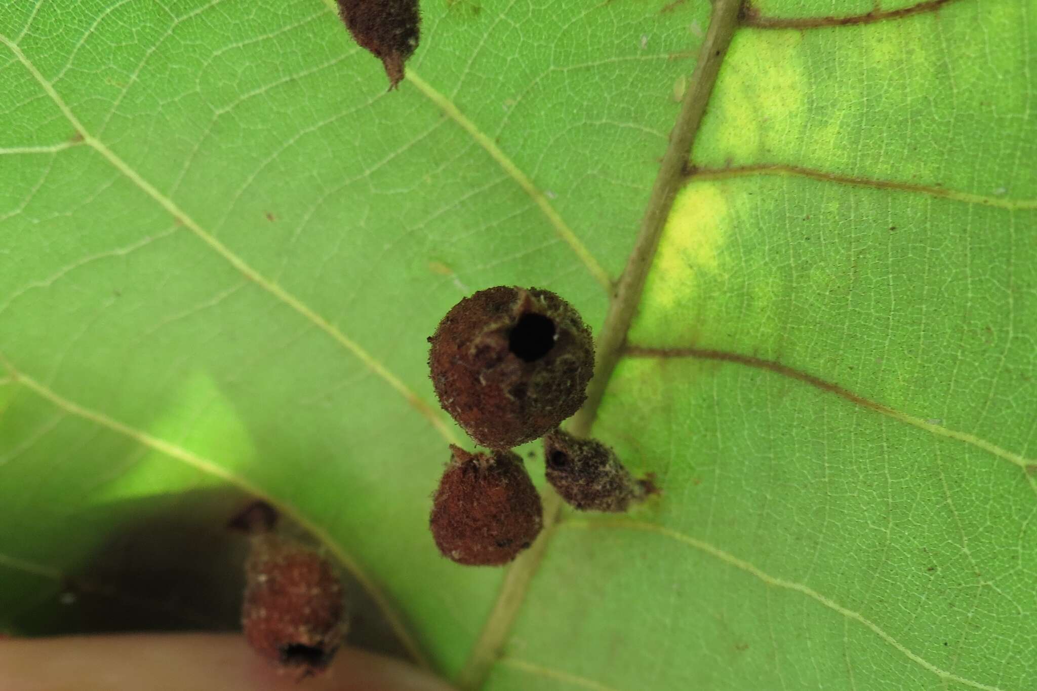 Image of Phylloxera caryaegummosa Riley & C. V. 1874