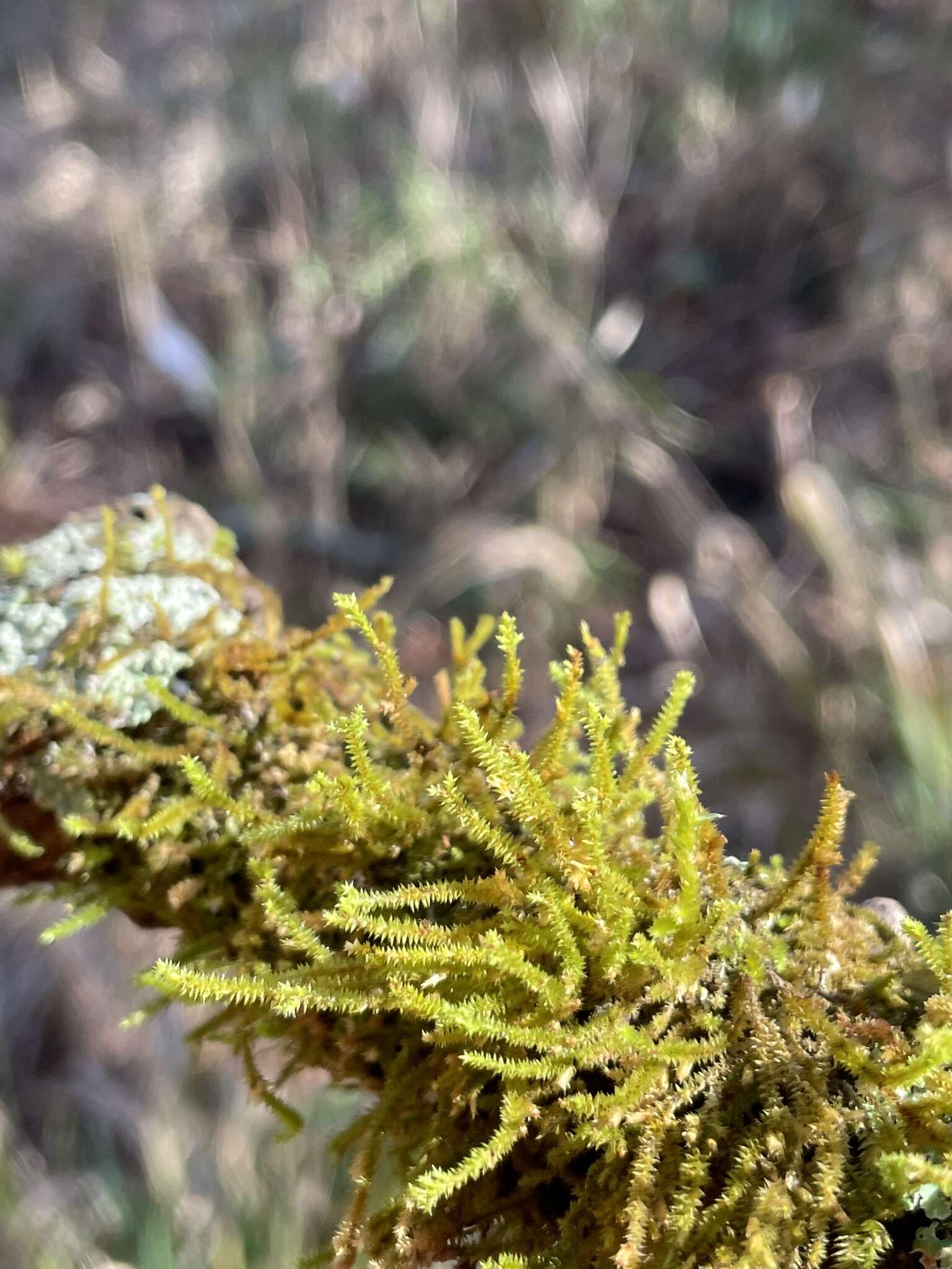 Image of cryphaea moss