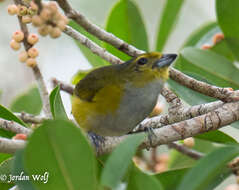 Euphonia rufiventris (Vieillot 1819)的圖片