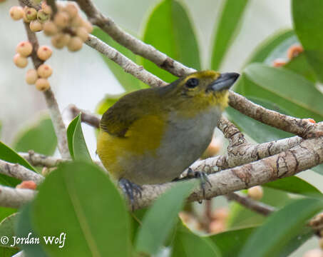 Image of Rufous-bellied Euphonia