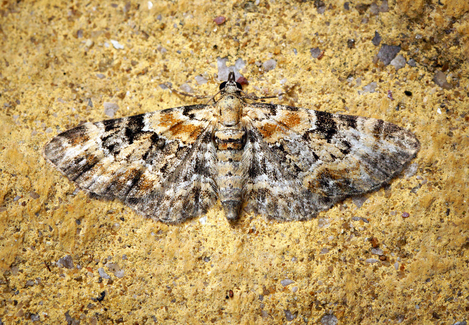 Слика од Eupithecia pulchellata Stephens 1831