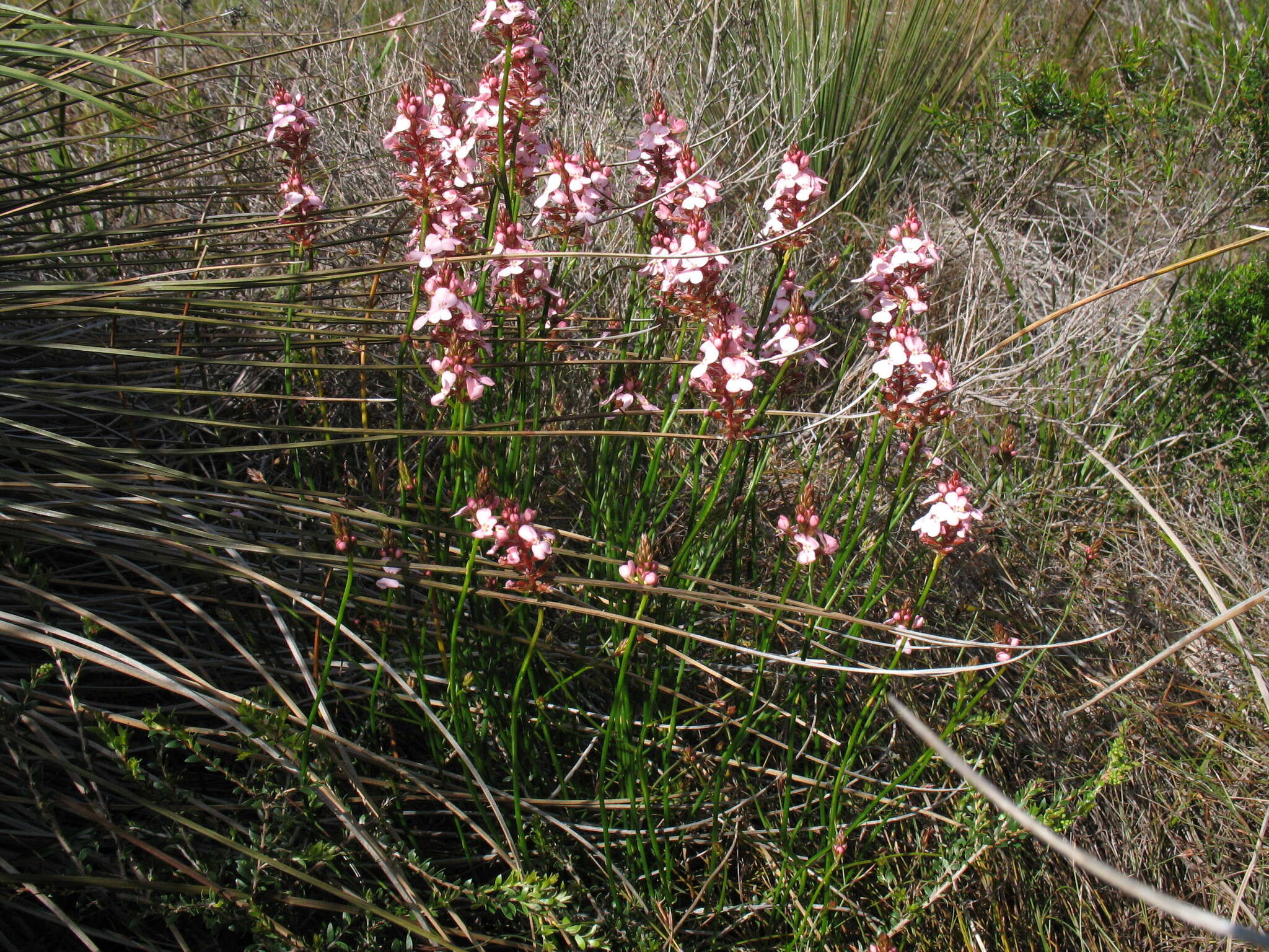 Image of Stylidium hesperium Wege