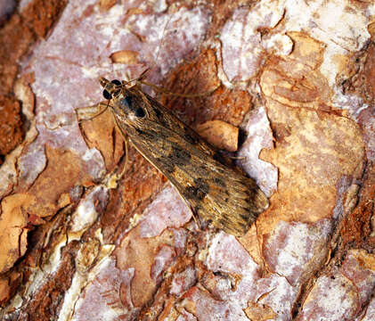 Image of celery stalkworm