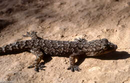 Image of Antilles Leaf-toed Gecko