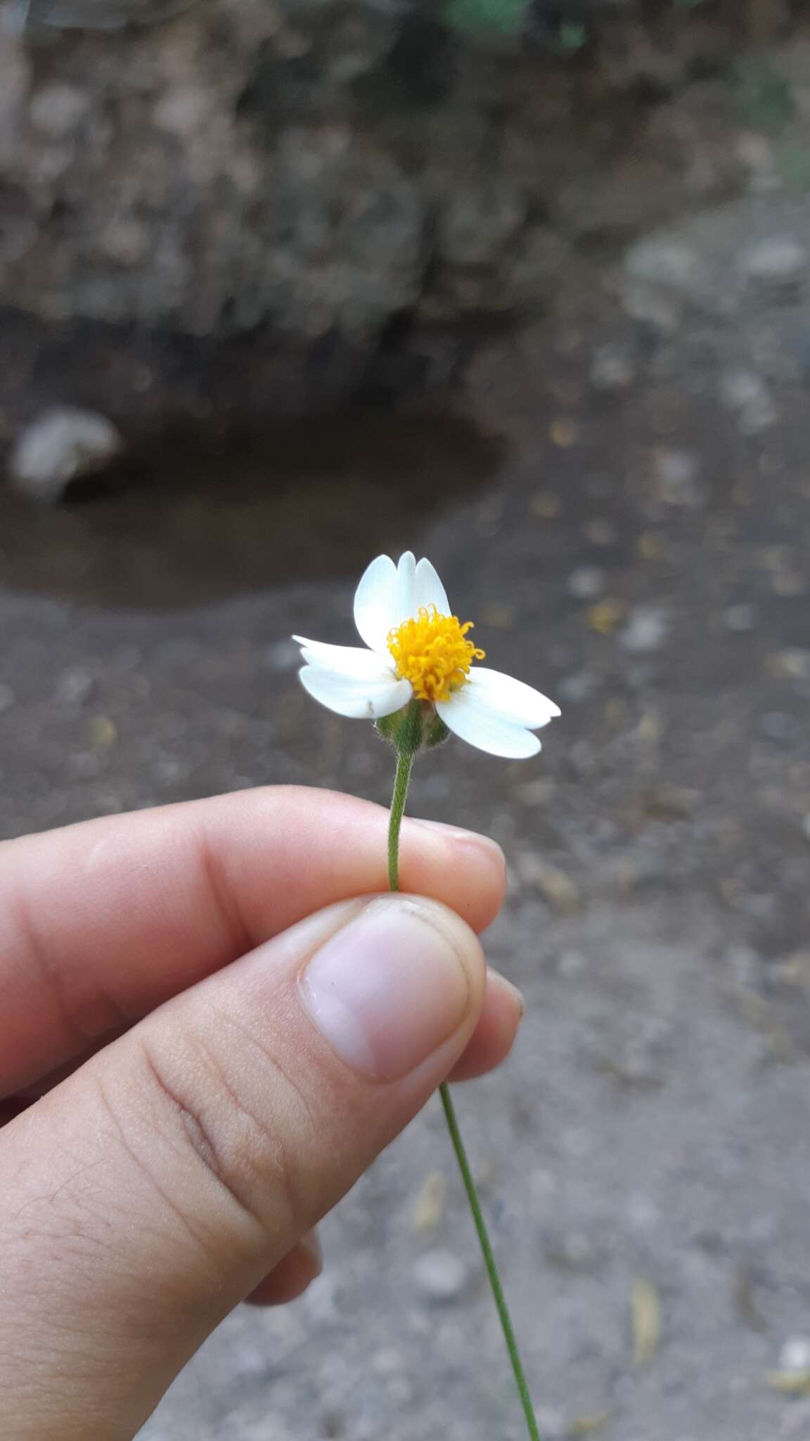 Imagem de Tridax tenuifolia J. N. Rose