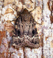 Image of copper underwing