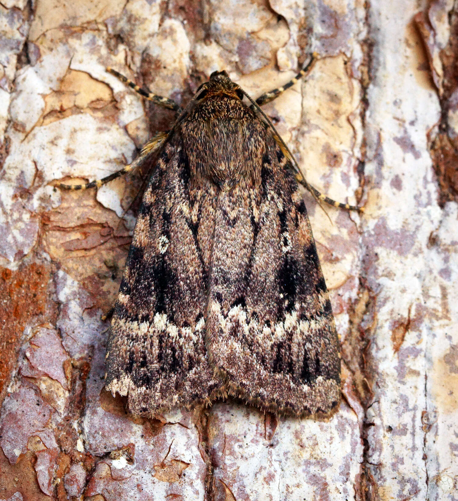 Image of copper underwing