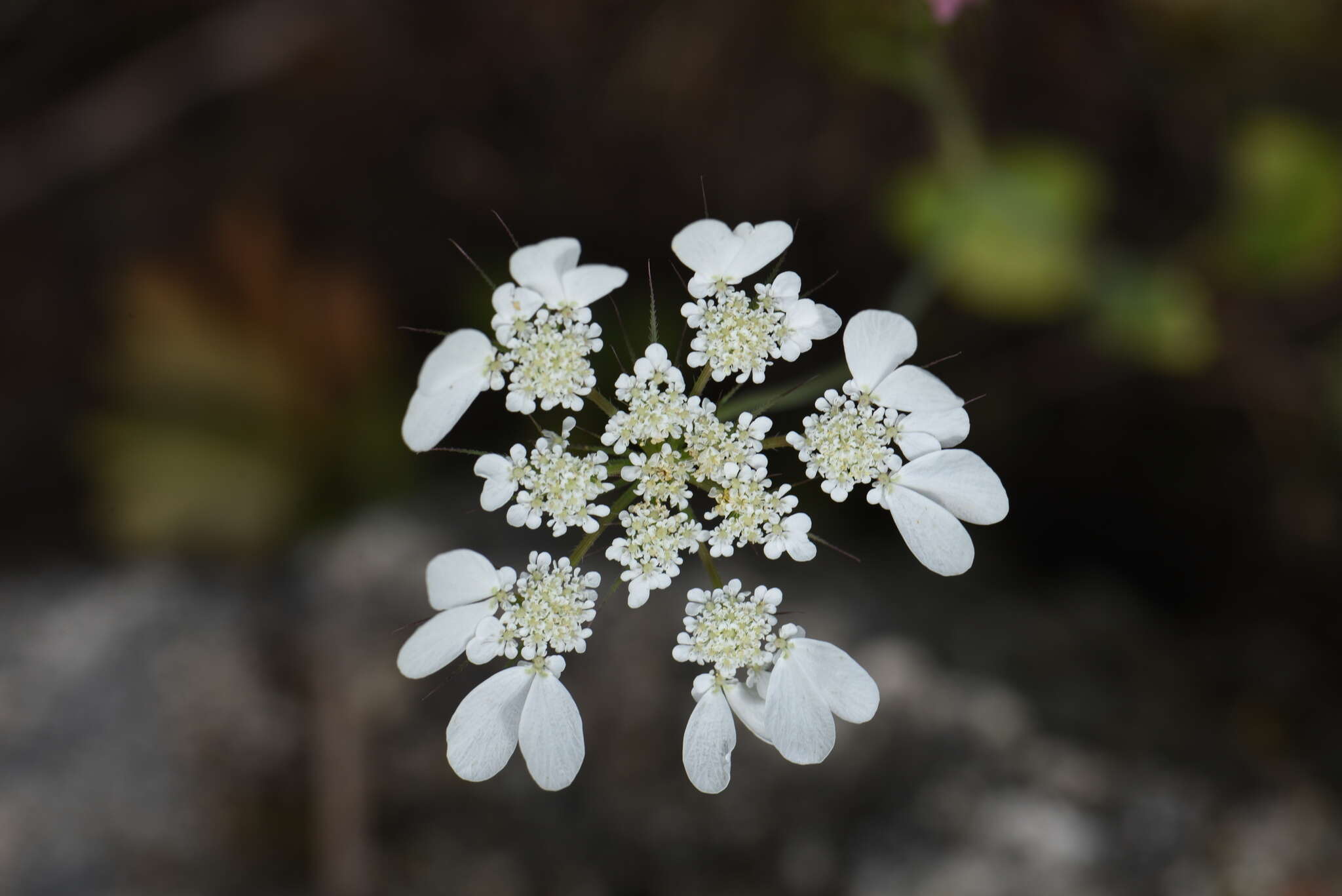 Слика од Tordylium officinale L.