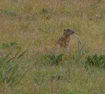 Image of thirteen-lined ground squirrel