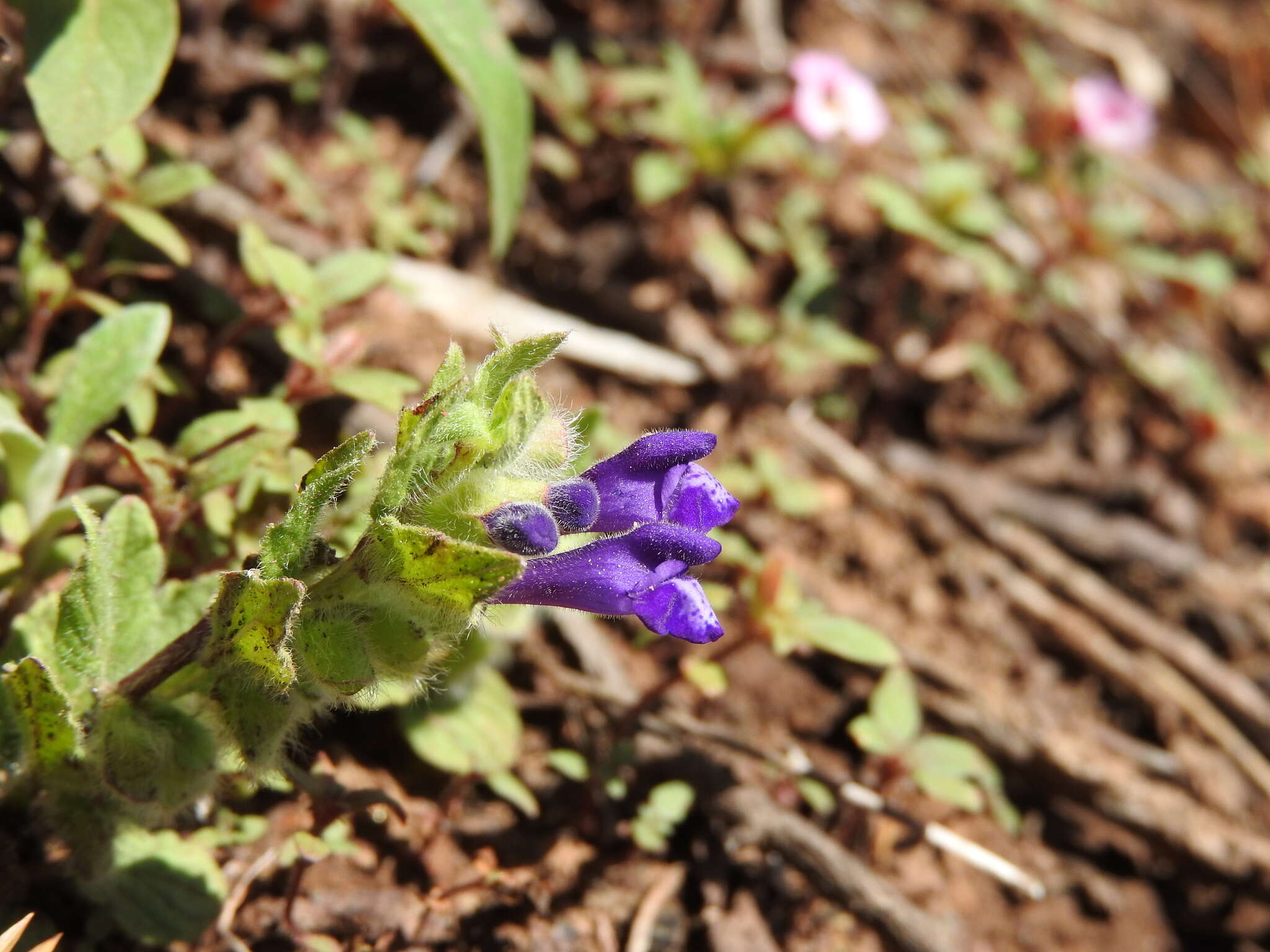 Sivun Scutellaria tuberosa Benth. kuva