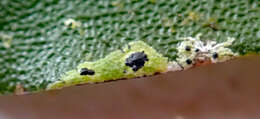 Image of Strigula fossulicola P. M. McCarthy, Streimann & Elix