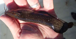 Image of Snake catfish