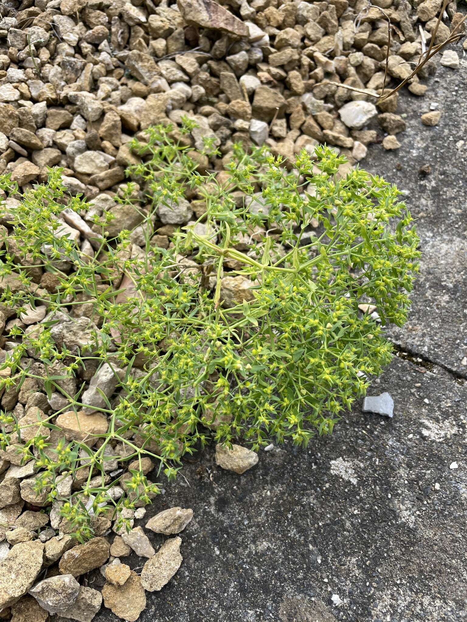 Image of dwarf spurge