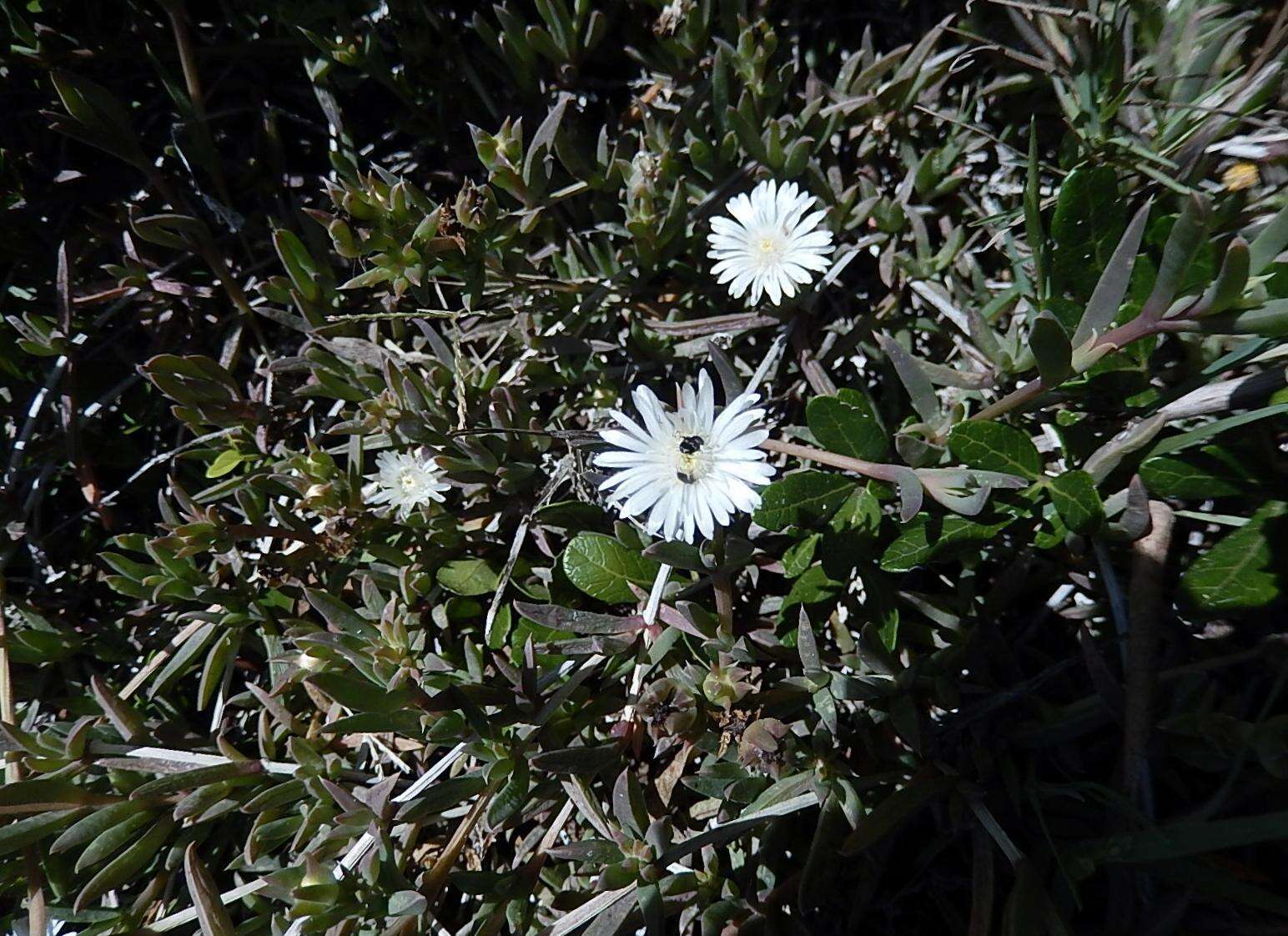 Imagem de Delosperma litorale (Kensit) L. Bol.