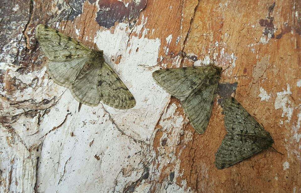 Image of pale brindled beauty