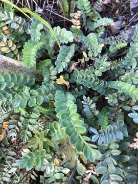 Image de Polemonium pulcherrimum subsp. lindleyi (Wherry) V. Grant