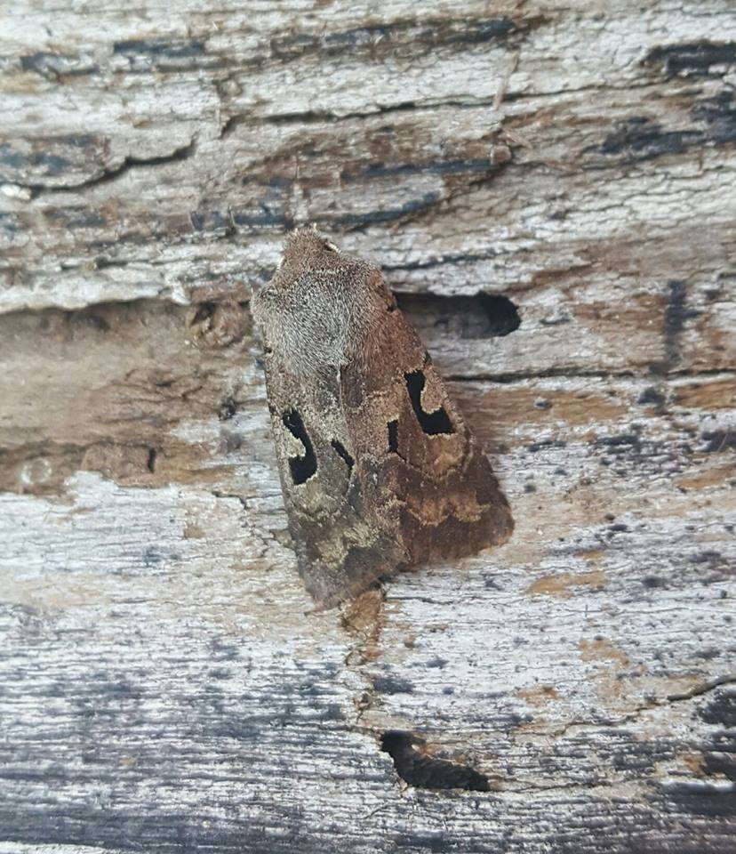 Orthosia gothica Linnaeus 1758 resmi