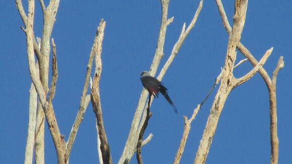 Image of Plumbeous Kite