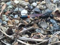 Image de Ammophila azteca Cameron 1888