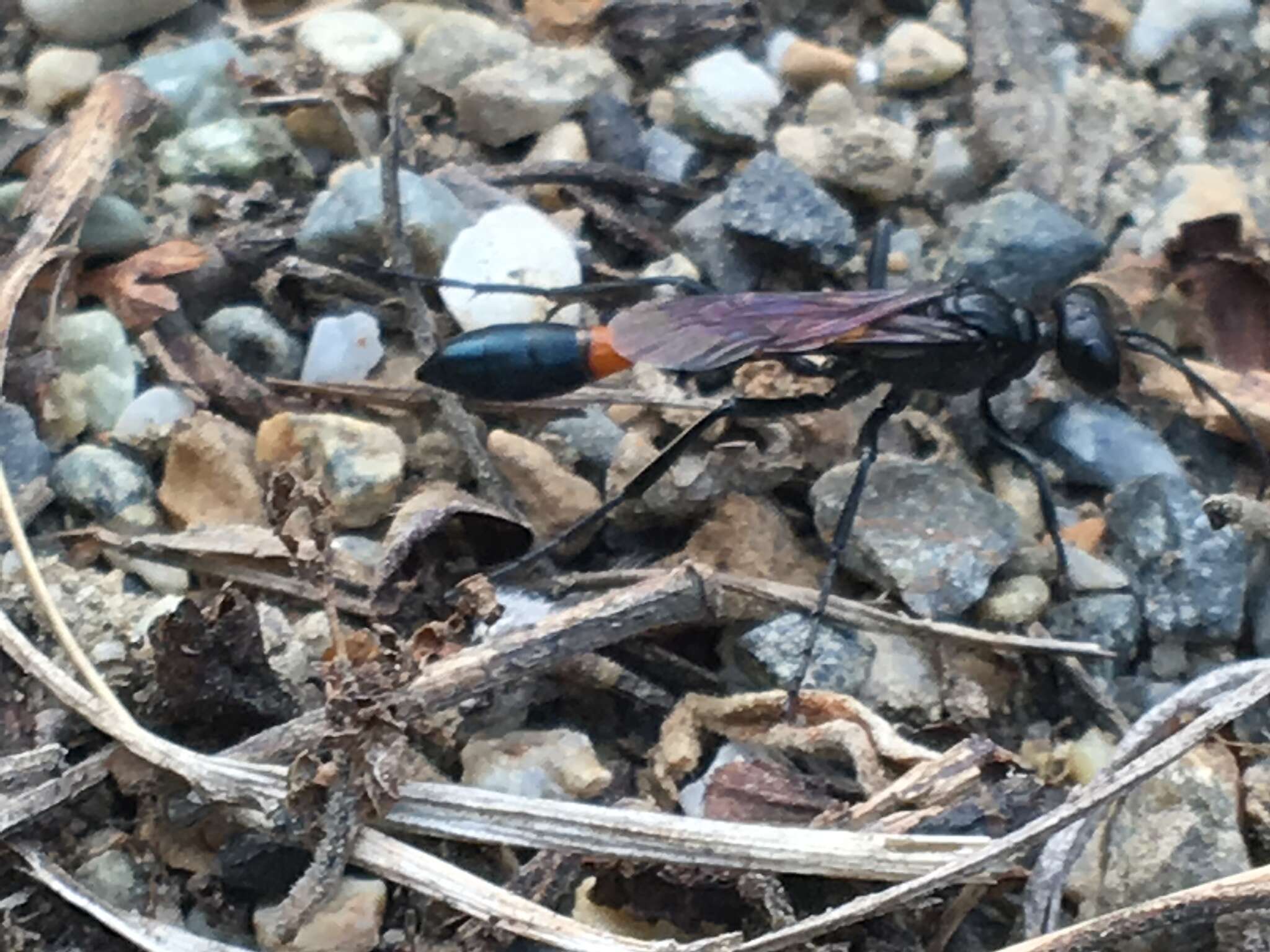 Image de Ammophila azteca Cameron 1888