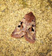 Orthosia gothica Linnaeus 1758 resmi