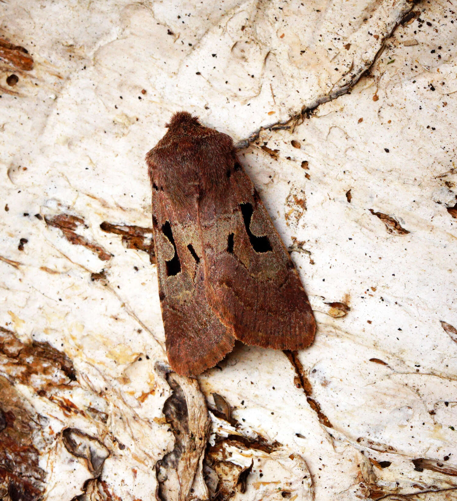 Orthosia gothica Linnaeus 1758 resmi