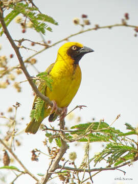 Image of Heuglin's Masked-Weaver