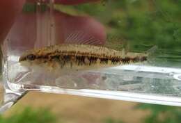 Plancia ëd Etheostoma pyrrhogaster Bailey & Etnier 1988