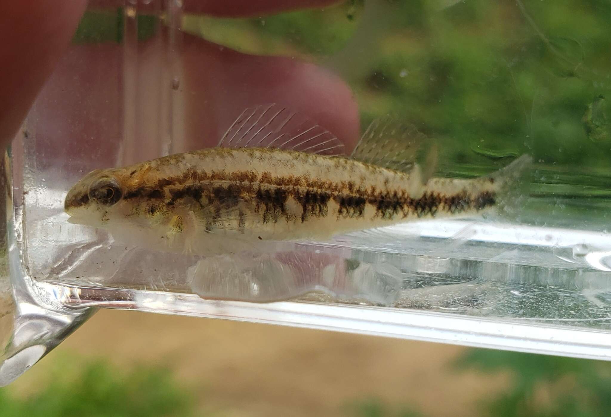 Plancia ëd Etheostoma pyrrhogaster Bailey & Etnier 1988