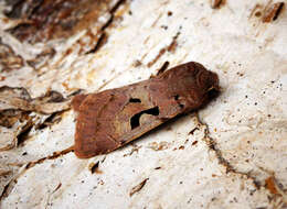 Orthosia gothica Linnaeus 1758 resmi