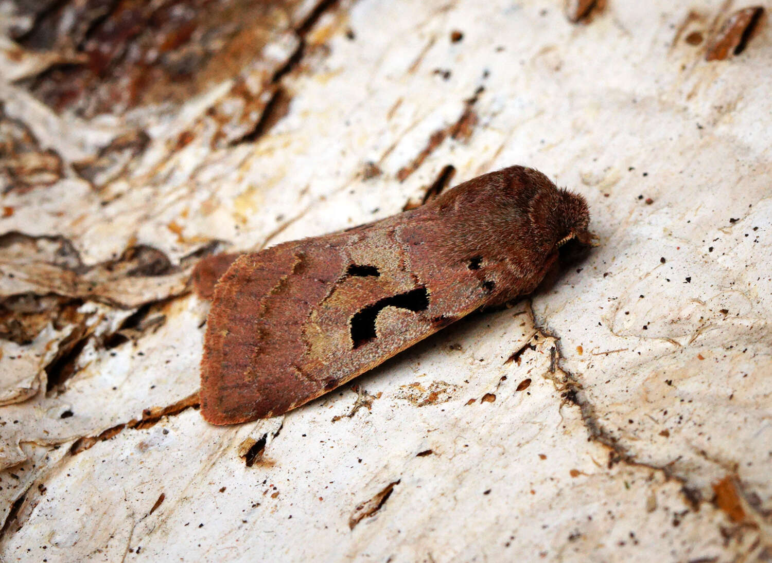 Orthosia gothica Linnaeus 1758 resmi