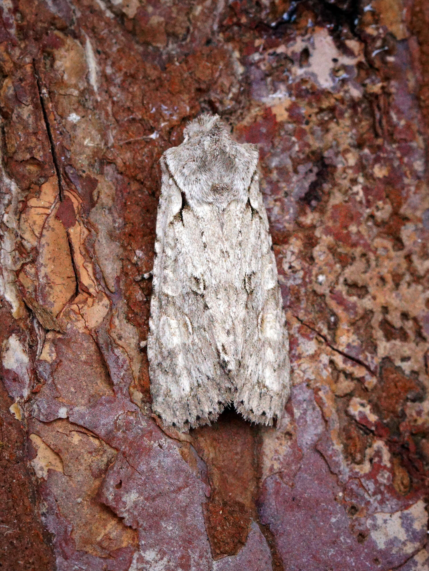 Image of grey shoulder-knot