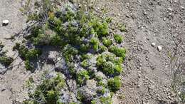 Image of Andrews' bedstraw