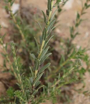 Image of Lobostemon echioides Lehm.